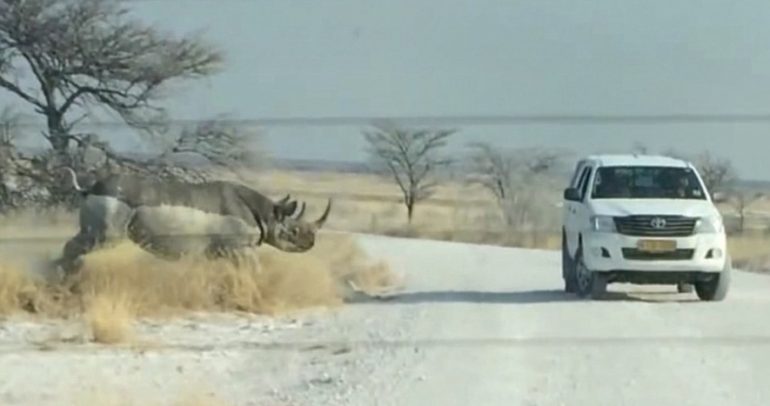 بالفيديو: وحيد القرن يهاجم سيارة.. فماذا حصل؟